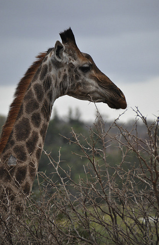 Close Up Giraffe