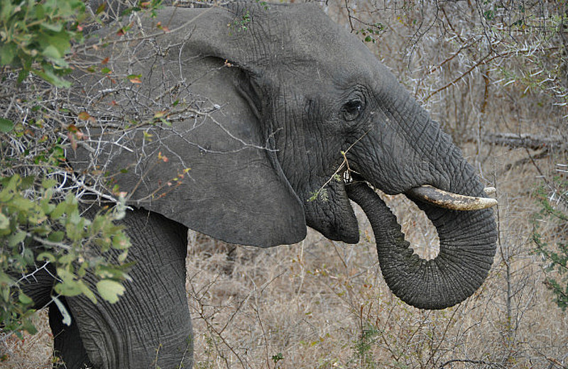 Eating Elephant