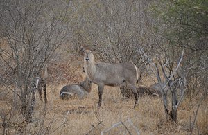 Kudu Spotted