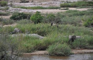 Elephant Across the river