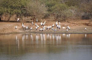 A Large Flock of Yellow Billed Stork