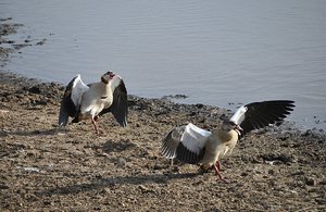 African Goose Battle