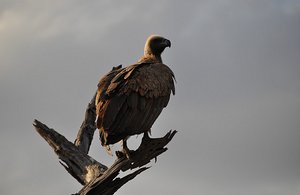 Resting Vulture