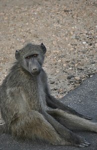 Baboon at Rest