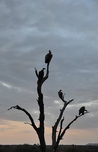 Vultures at Dusk