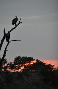 Vultures watching the Sun Set