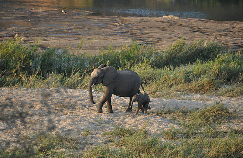 Elephant and Baby