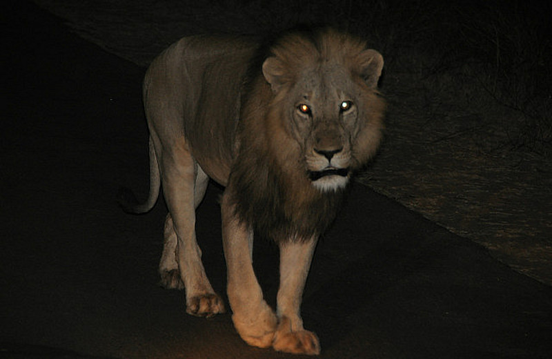 Night Lion!