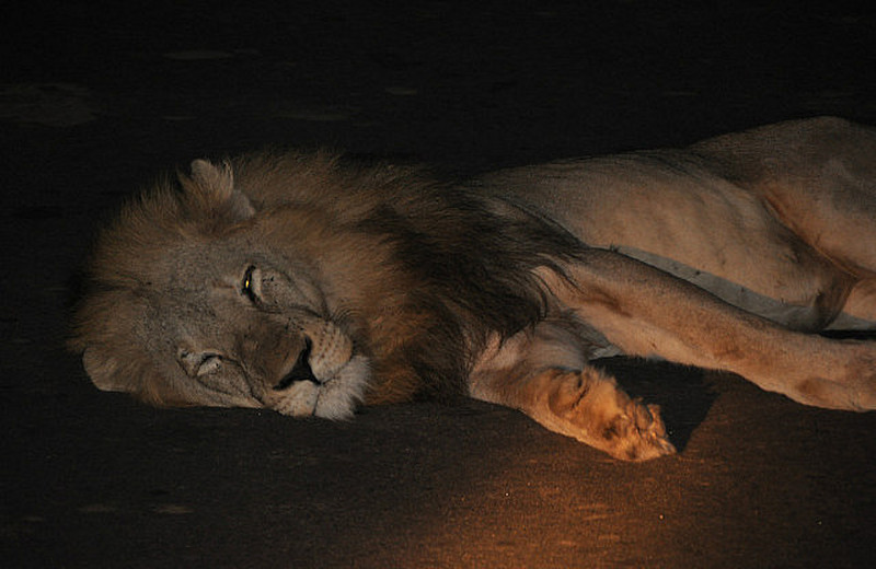 Lion Sleeping in the middle of the Road