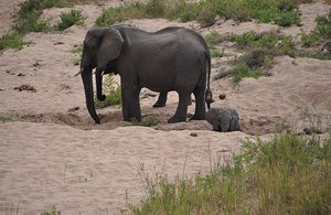 Elephant with Calf