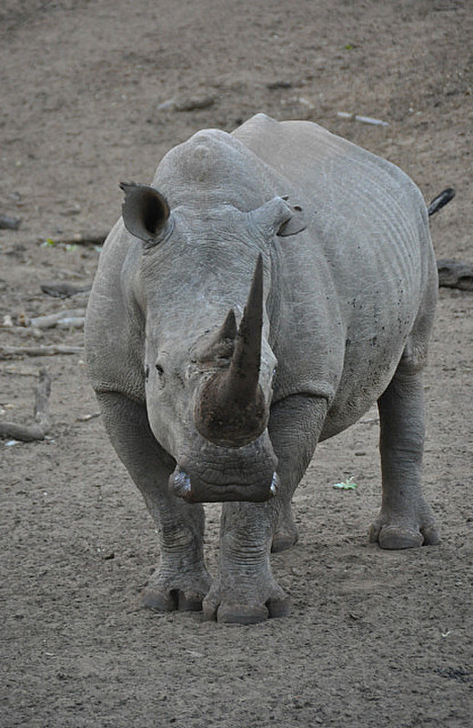 Big White Rhino