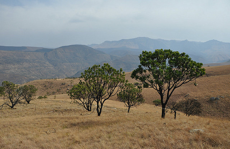 Drakensberg Views