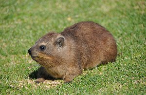 Relaxed Dassie on the lawns