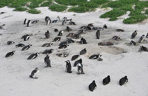 Penguin Hang Out Spot