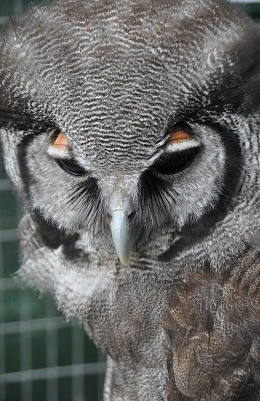 Thoughtful Owl