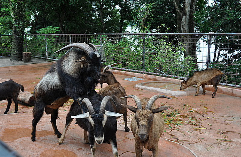Crazy goats