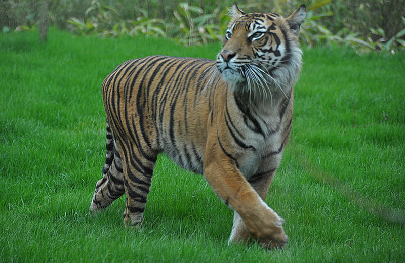 Tiger in action