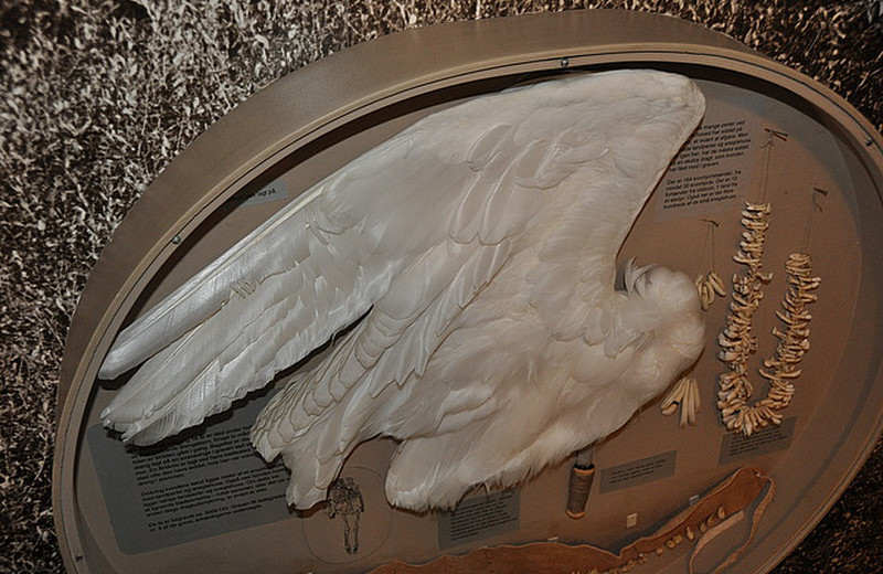 Swan wing