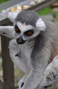 Close Lemur