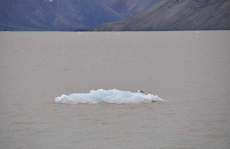 Gull on the sea ice