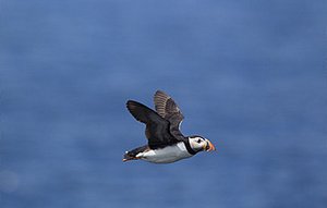 Puffin Penguins Spotted