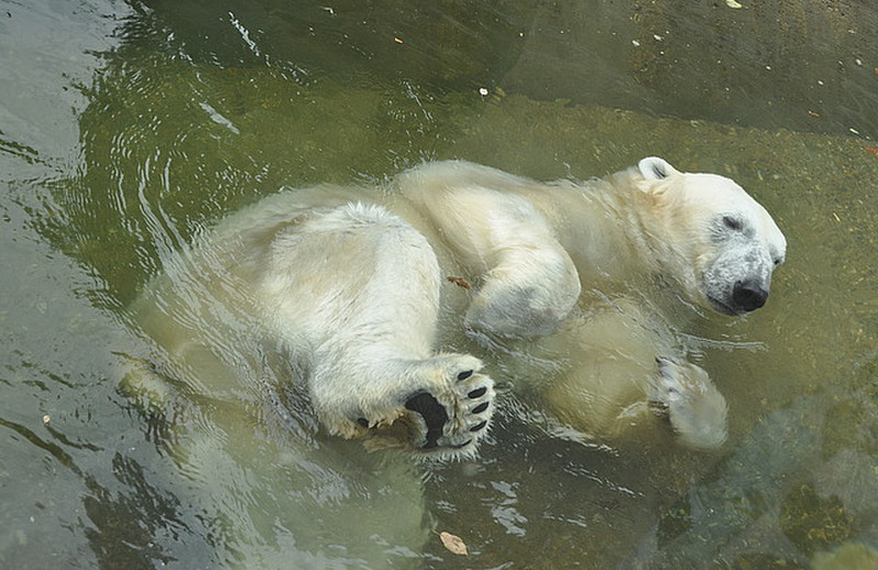 Relaxed Polar Bear