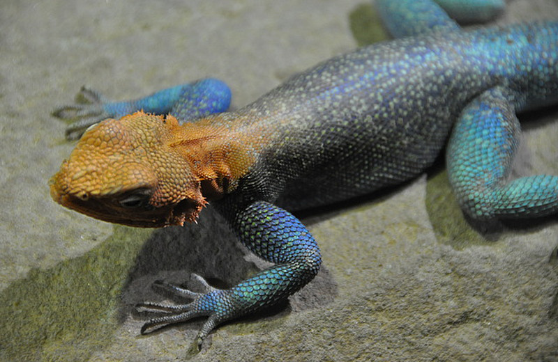 Colourful lizard