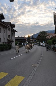 Cows on the Street?
