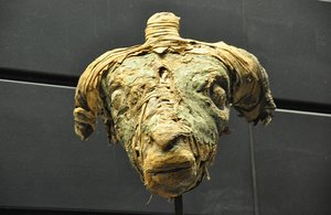 Mummified Cow Head