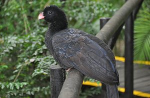Some Black Bird