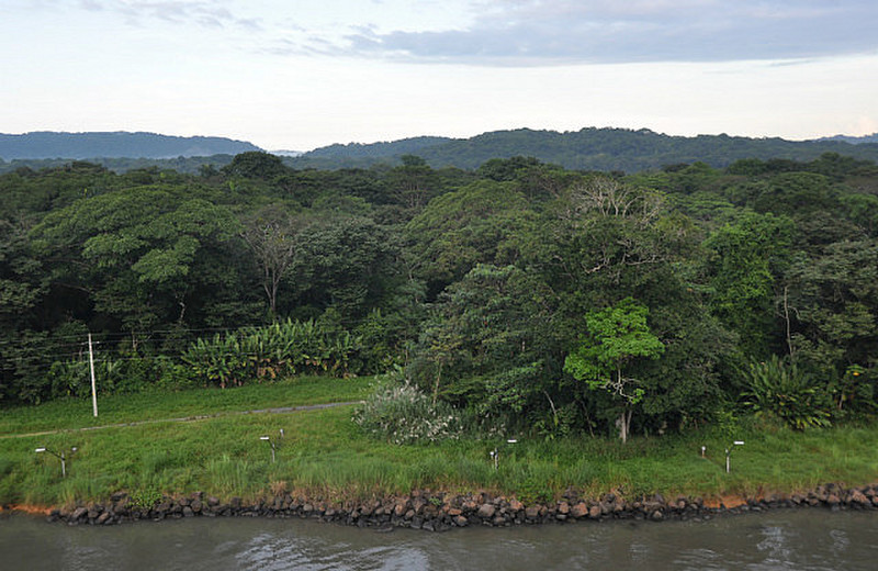 Endless Panama Jungle