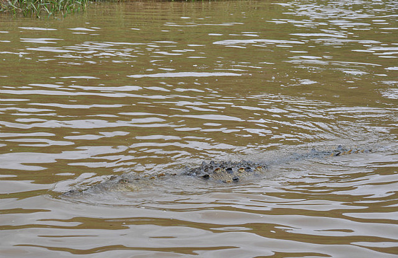 Crocodile Spotted