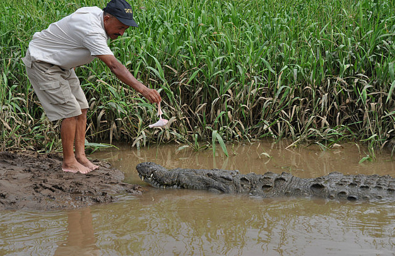 Feeding this wild croc seems a good idea
