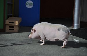 Millionaire Pig