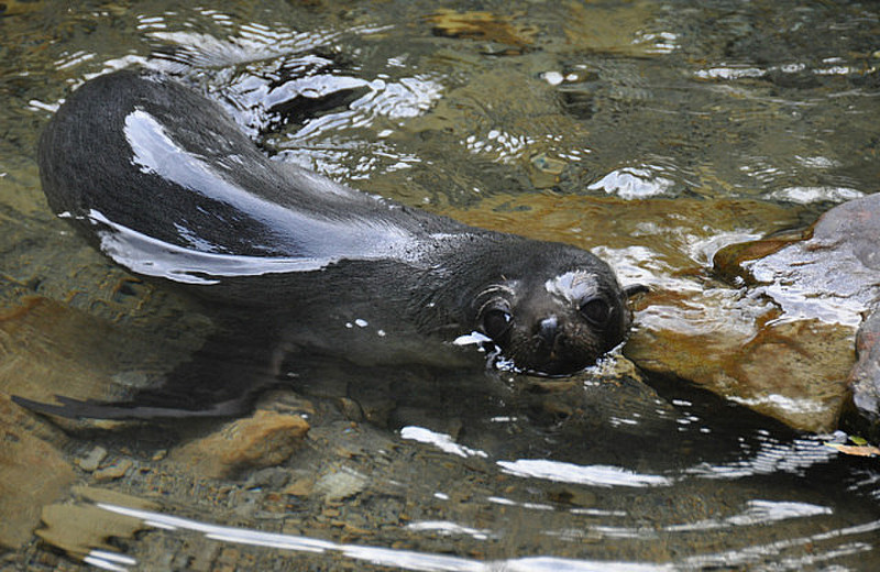 Ohau Stream Seal Pup
