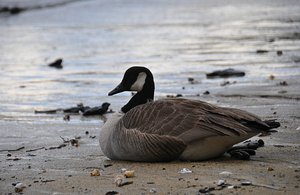 Beach Goose