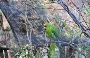 Kiwi Park Parrot