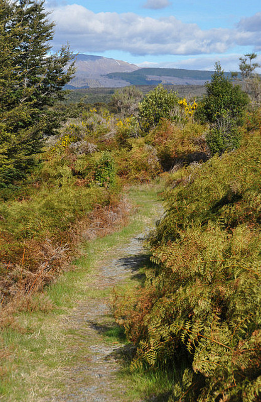 Mistletoe Lake Walk