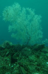 Milford Deep - Black Coral