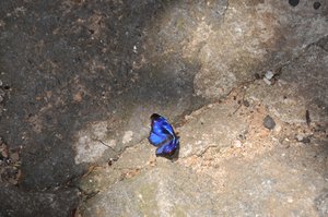 Brazillian Butterfly