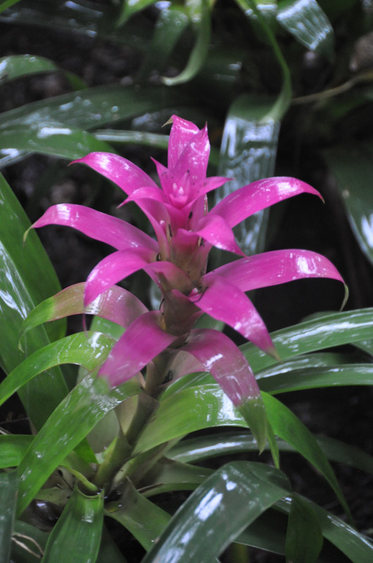 Pink jungle flower