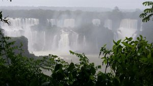 Jungle Iguazu 