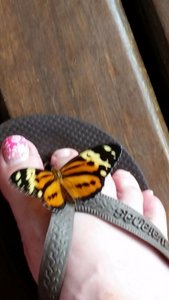 Butterfly likes Nats flower toes