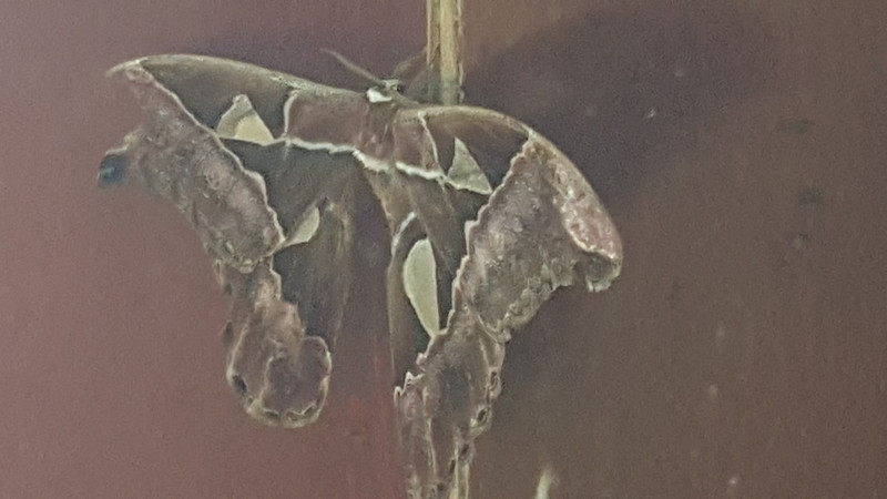 Airport moth (bigger than my fist)