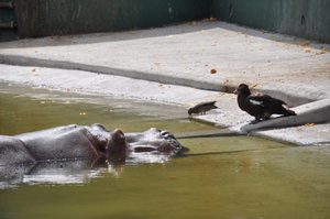 Hippo Duck Stare Off