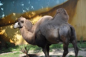 Weird Camel