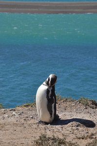 Magellan Penguin Colony