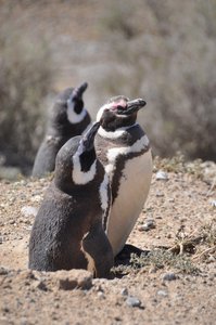 Magellan Penguin Colony