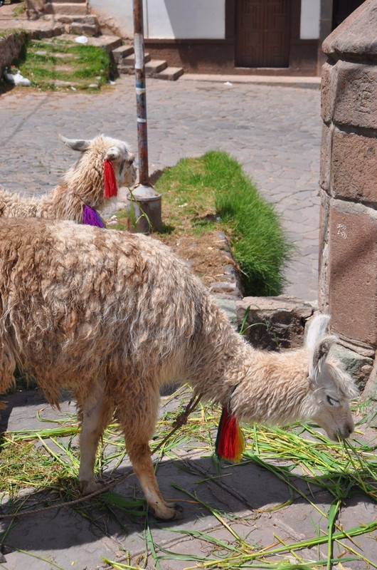 Cusco Llamas