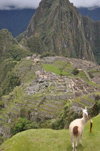 Llama Machu Picchu 